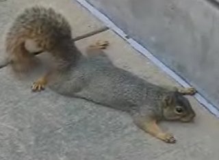 A.D.D. Squirrel Plays Dead